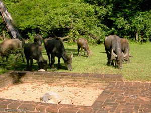 Wasserbüffel bei Polonnaruwa
