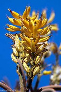Köcherbaum-Blüten (Aloe dichotoma) 