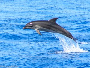 Delfin hat Spaß in der Türkischen Riviera