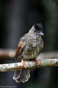 Seychellen-Bülbül, Jungvogel (Hypsipetes crassirostris)