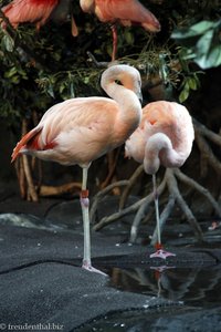 Flamingos im Monterey Bay Aquarium
