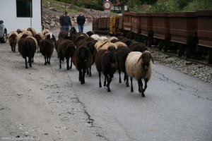 Schafe auf dem Heimweg