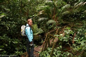 Wanderung über den Sendero Bosque Nuboso durch den Nationalpark Monteverde