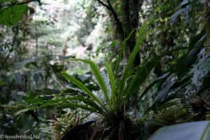 Farn als Epiphyt im Selvatura Park
