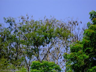 Flughunde in den Bäumen des botanischen Gartens