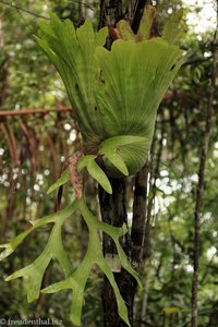 »Geweihpflanze« im Bako Nationalpark