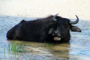 Wasserbüffel im Nationalpark Yala West