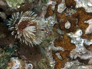 Anemone und Korallen bei Bequia