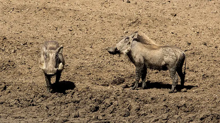 Warzenschweine im Krüger Nationalpark