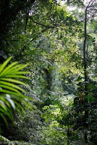 Blick durch den Regenwald von Tobago