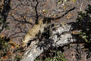 ... dann haut er ab. - Leopard im Krüger Nationalpark