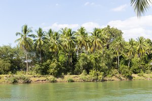 Kokospalmen noch und nöcher auf Don Khon in Laos