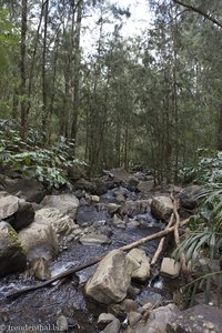 Bachlauf im Filaowald auf La Réunion