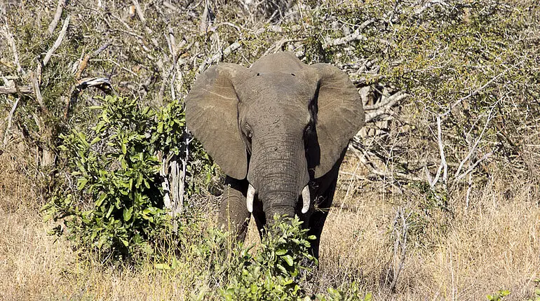 Elefant nahe dem Olifants Fluss