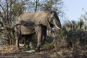 Elefant während dem Morgen-Game-Drive am Shingwedzi