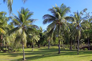 Palmengarten im Ban Raya Resort auf Ko Raya