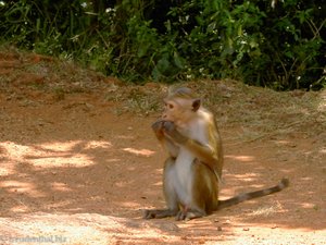 Freche Affen beim Sigiriya