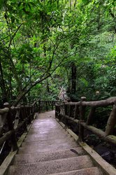 Treppen durch den Regenwald