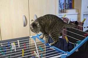 Wäscheständer als Geschicklichkeitsspielzeug für Katzen