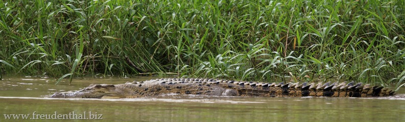 Leistenkrokodil am Sungai Kinabatangan
