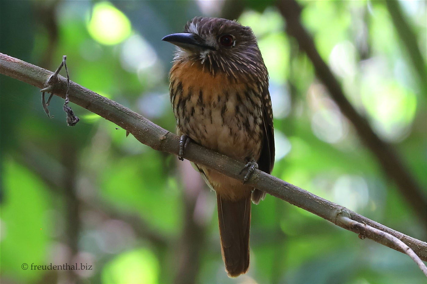 Weißzügel-Faulvogel - white-whiskered puffbird (Malacoptila panamensis)