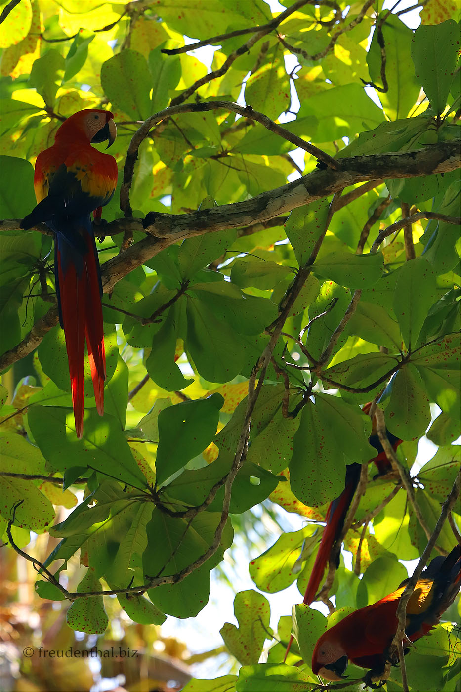 Scharlachrote Aras beim Hotel Jinetes De Osa