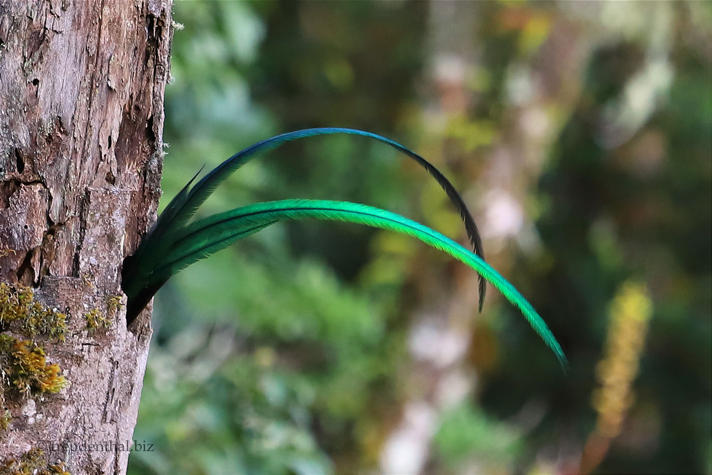 Eine verräterische Schwanzfeder schaut aus dem Quetzal-Nest