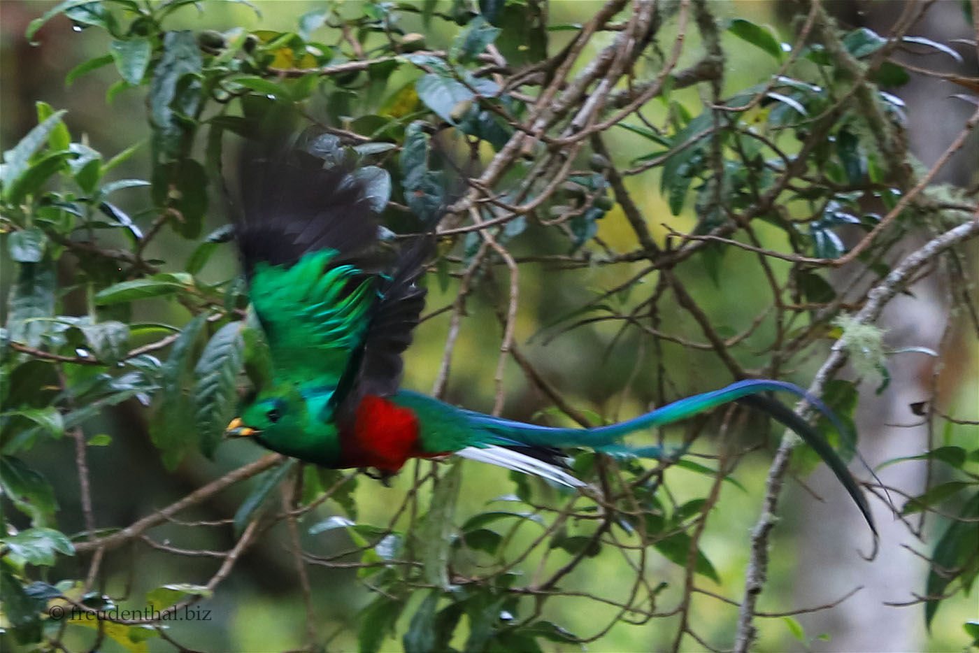 Quetzal fliegt zurück ins Nest
