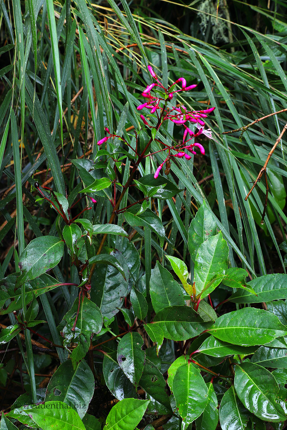 Regenwaldpflanzen auf dem Sendero el Quetzal