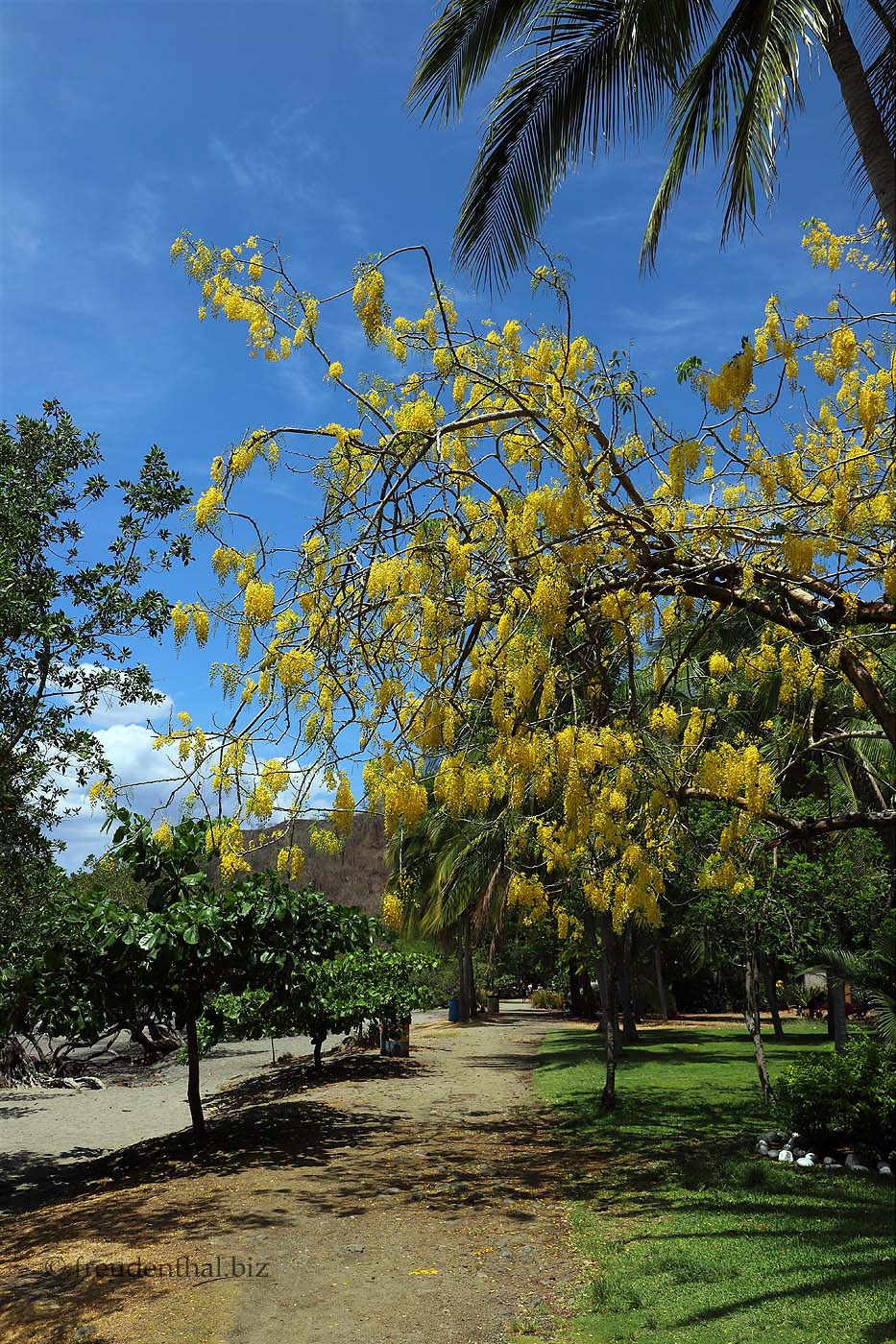 Goldregen über dem Fußweg - Playa Hermosa