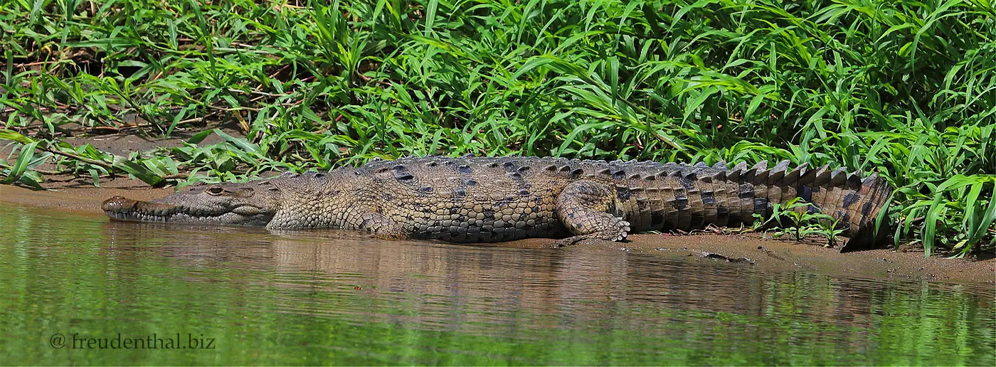 Ein Spitzkrokodil bei der Bootstour auf dem Río San Carlos