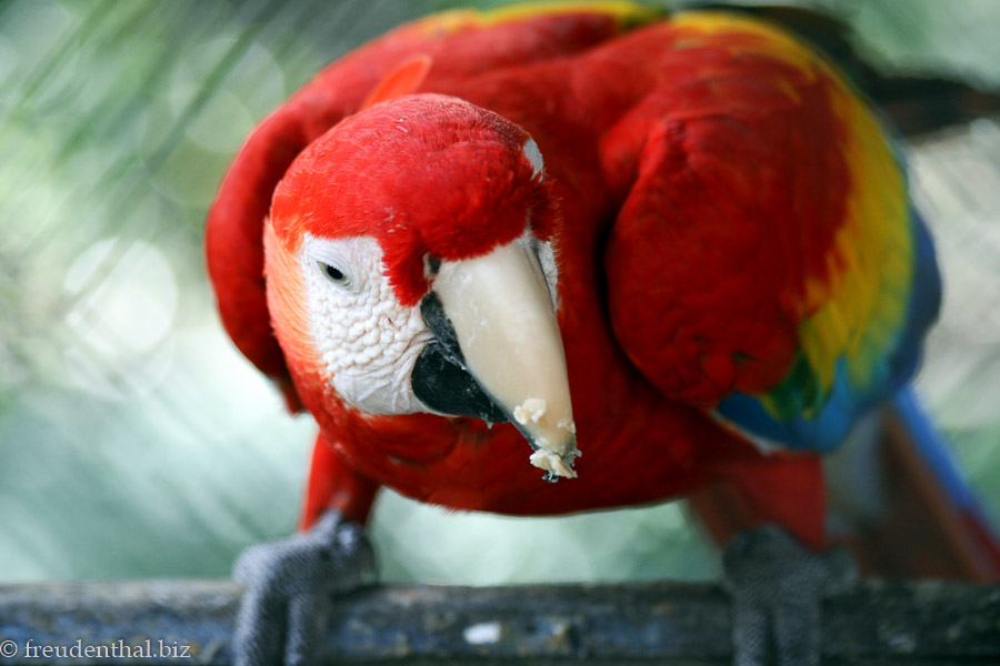 Centro de Rescate Las Pumas