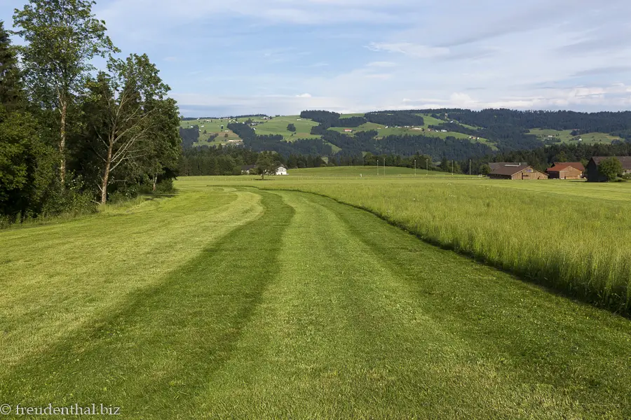 Grüne Wiesen bei der Hirschbergsau bei Scheffau