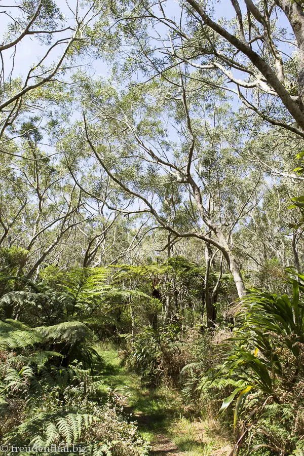 auf dem Sentier de la Tamarinaie