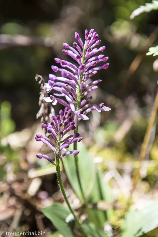 Blüte im Tamarindenwald