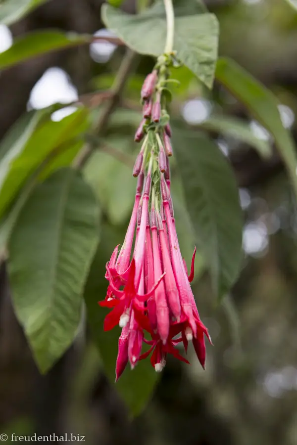 Blüte auf dem Weg im Tamarindenwald