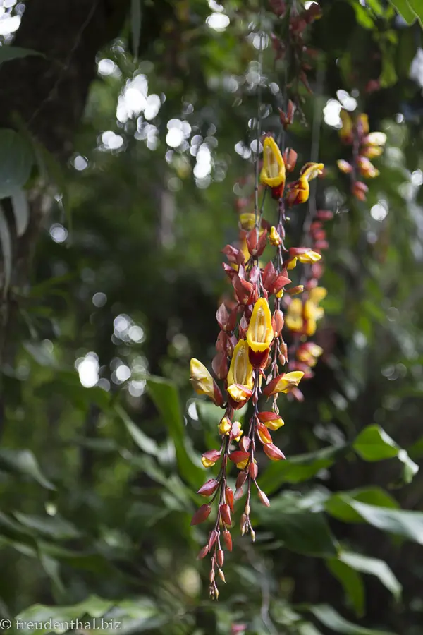 Orchideen im Jardin des Parfums et des Epices