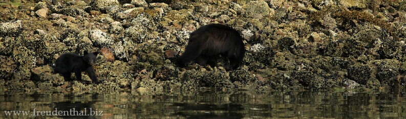 Schwarzbären mit Junges am Clayoquot Sound bei Tofino