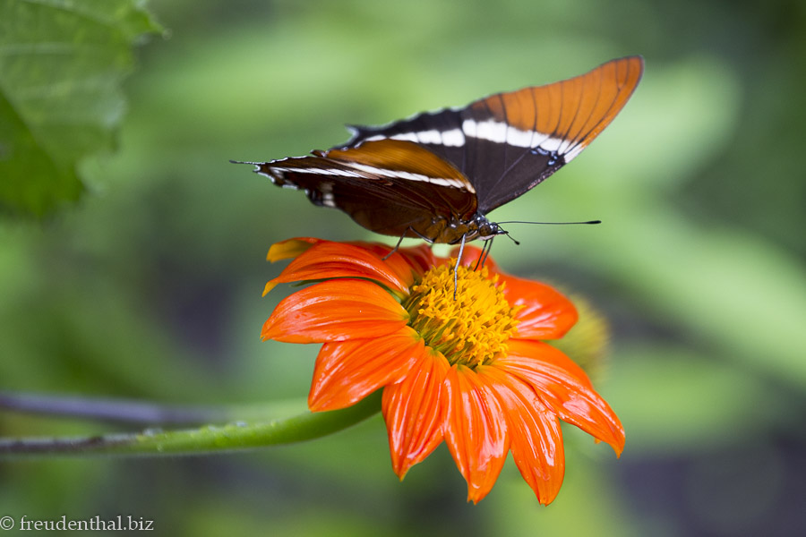 Schmetterlinge im Quindío Botanical Garden