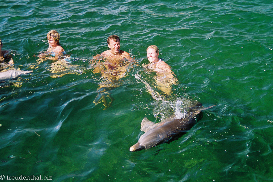 Delfine haben ganz schön harte Flossen