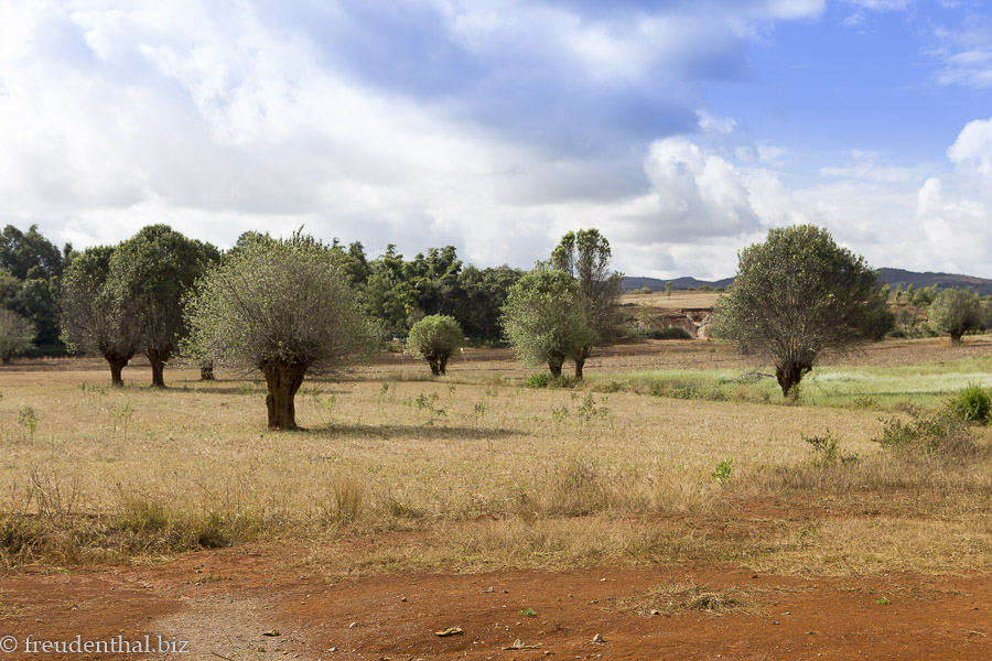 Bäume und Felder im Shan-Staat - die Birmanische Scweiz