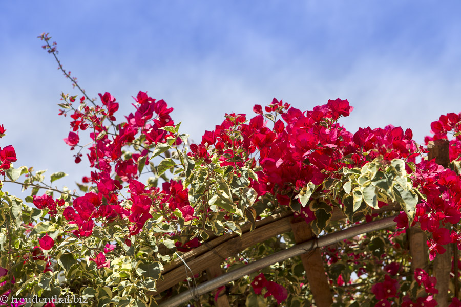 Bougainvillen zwischen den Weinreben von Myanmar