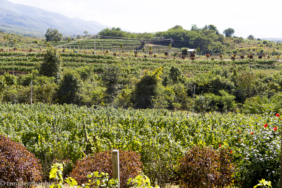 im Weinanbaugebiet von Myanmar