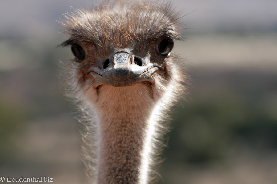 Ich schau Dir in die Augen - Strauß in Namibia
