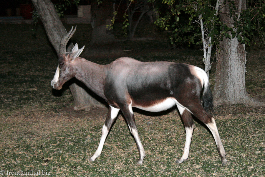Echter Buntbock (Damaliscus pygargus)