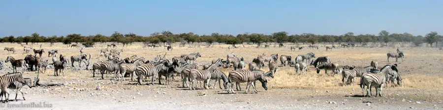 Burchell-Zebras in Etosha