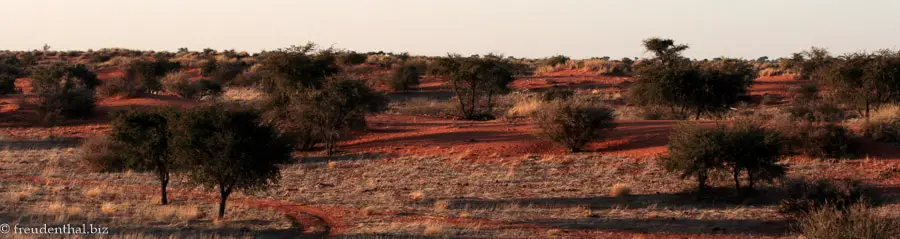 Abendstimmung in der Steppe