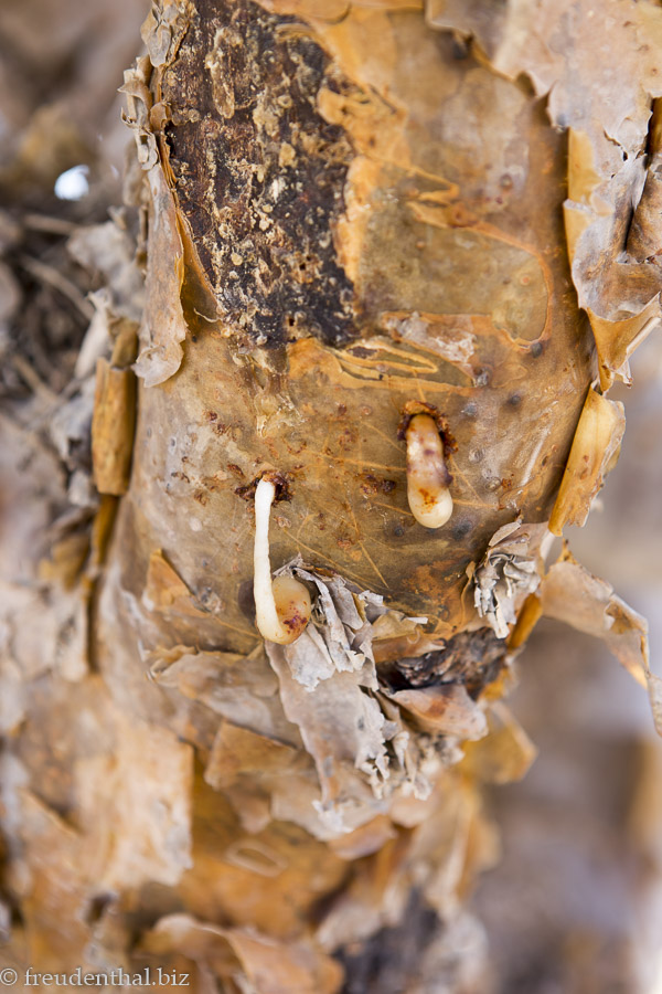 Weihrauchbaum im Wadi Dawkah