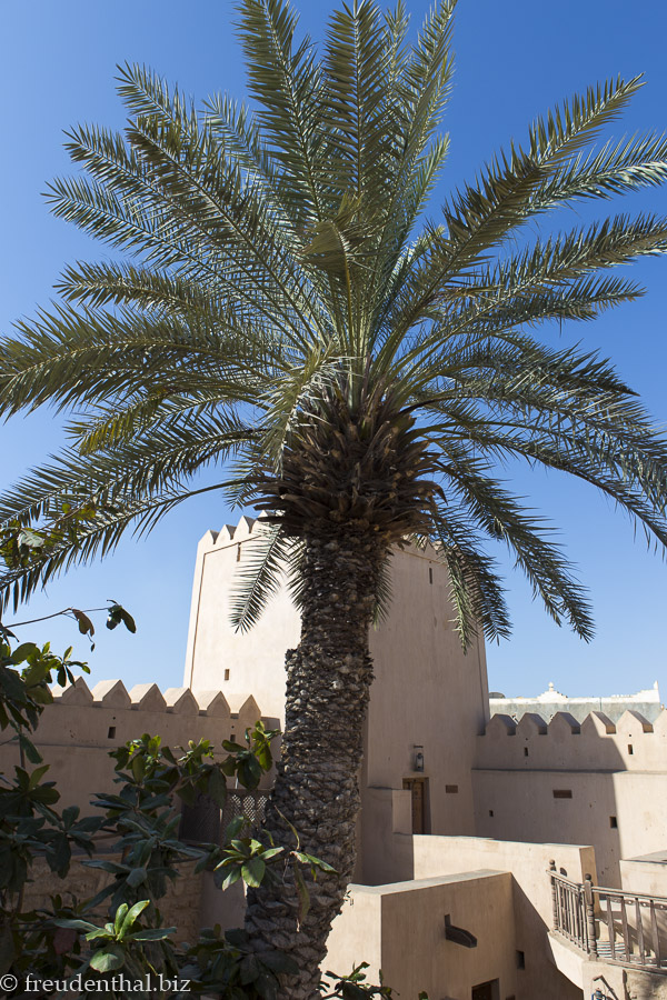 Palme im Innenhof des Taqah Castle im Oman