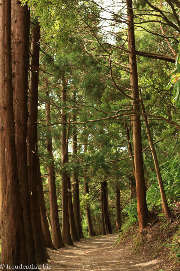 Pinienwald am Lagoa das Furnas